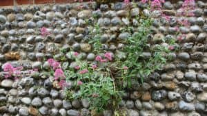 Invasive Plants Can Be Damaging To Boundary Walls